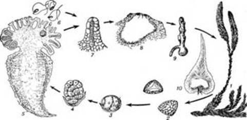 Хромосомный набор споры плауна. Цикл развития плауна булавовидного. Lycopodiophyta жизненный цикл. Жизненный цикл плауна. Отдел плауны цикл развития.
